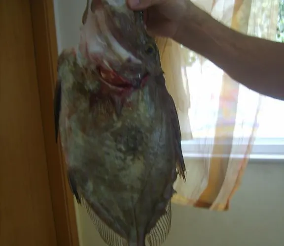 Lejlighed Iva Trogir