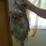 公寓 Iva 特罗吉尔